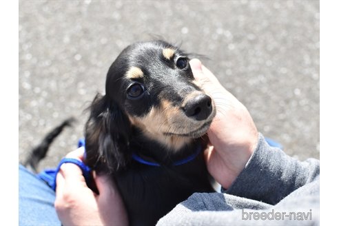 成約済の愛知県のミニチュアダックスフンド(ロングヘアード)-260577の4枚目