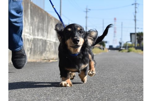 成約済の愛知県のミニチュアダックスフンド(ロングヘアード)-260577の3枚目