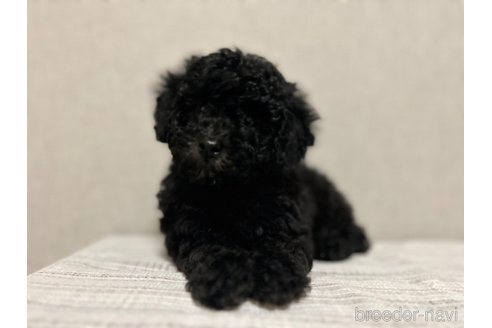 成約済の大阪府のトイプードル-286782の6枚目