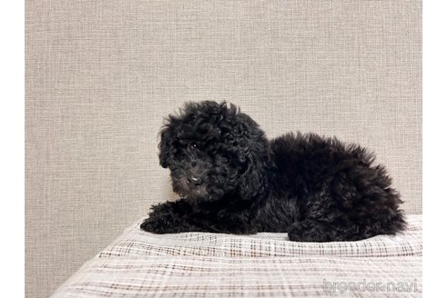 成約済の大阪府のトイプードル-286782の4枚目