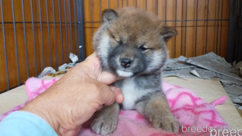 成約済の岡山県の柴犬-286809の1枚目