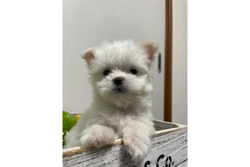 成約済の滋賀県のマルチーズ-280430の3枚目