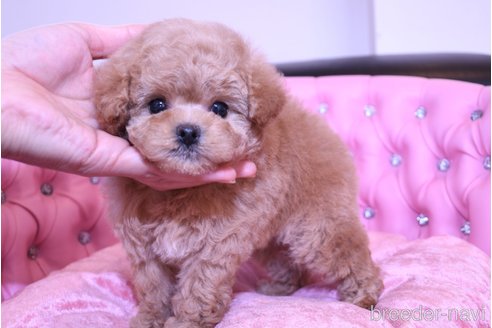 成約済の茨城県のトイプードル-286814の5枚目