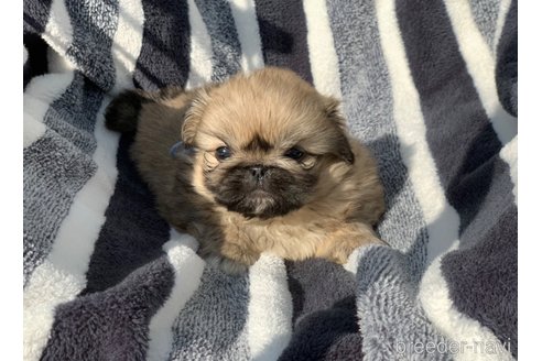 グランドホールセール 大分県のペキニーズ｜男の子・2023/12/08生まれ・フォーン（子犬 ぬいぐるみ