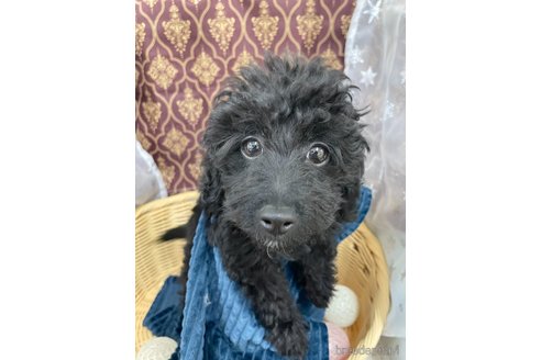 成約済の北海道のミックス犬-281827の21枚目