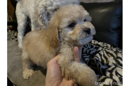 成約済の茨城県のコッカプー:アメリカンコッカースパニエル×トイプードル-281332の5枚目