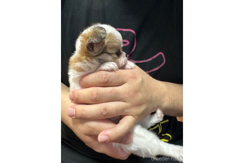 成約済の福岡県のチワワ(ロングコート)-281084の4枚目