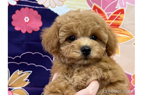 成約済の広島県のタイニープードル-278374の1枚目