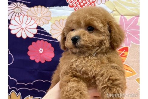 成約済の広島県のタイニープードル-278374の3枚目
