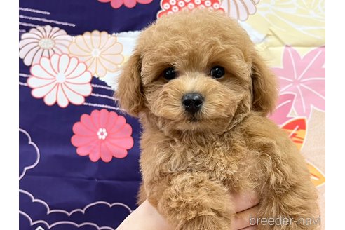 成約済の広島県のタイニープードル-278374の2枚目