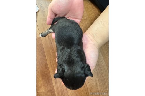 成約済の福岡県のチワワ(ロングコート)-285193の26枚目