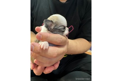 成約済の福岡県のチワワ(ロングコート)-285192の36枚目