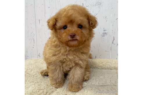 子犬