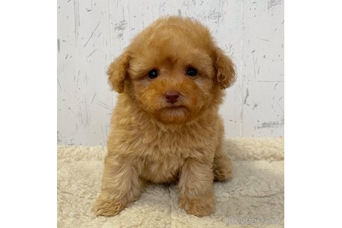 成約済の千葉県のトイプードル-286903の5枚目