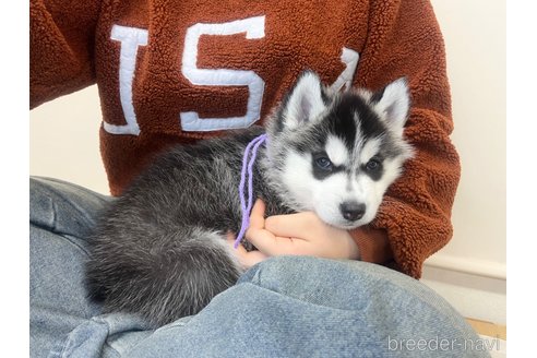 成約済の三重県のシベリアンハスキー-286937の4枚目