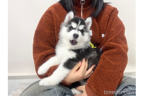 成約済の三重県のシベリアンハスキー-286939の9枚目