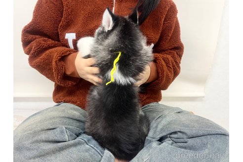 成約済の三重県のシベリアンハスキー-286939の6枚目