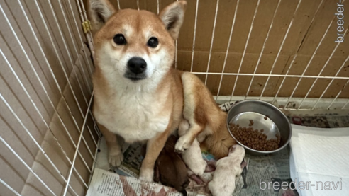 成約済の熊本県の豆柴-286069の8枚目