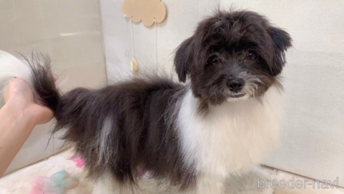 成約済の東京都のミックス犬-246879の14枚目