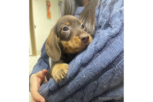 成約済の千葉県のカニンヘンダックスフンド(ワイヤーヘアード)-287001の1枚目