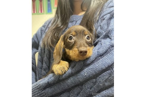 千葉県のカニンヘンダックスフンド(ワイヤーヘアード)｜男の子