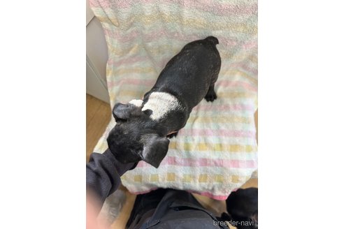 成約済の千葉県のフレンチブルドッグ-287023の16枚目