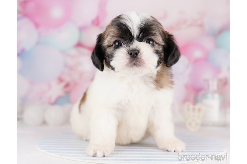 ✨️新柄✨️オーダーページ 5犬種 チワワ ポメ シーズー パネル