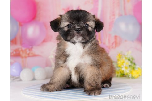 成約済の東京都のチワズー:チワワ×シーズー-287040の6枚目