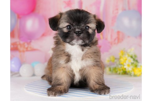 成約済の東京都のチワズー:チワワ×シーズー-287040の7枚目