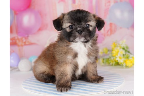 成約済の東京都のチワズー:チワワ×シーズー-287040の4枚目