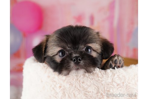 成約済の東京都のチワズー:チワワ×シーズー-287040の3枚目