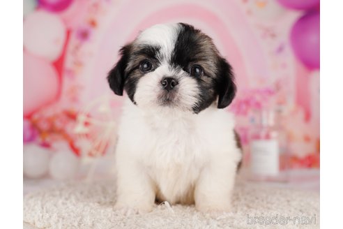 成約済の東京都のチワズー:チワワ×シーズー-287042の9枚目