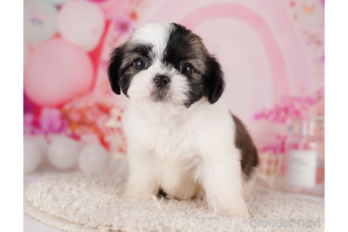 成約済の東京都のチワズー:チワワ×シーズー-287042の11枚目