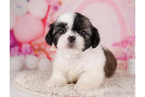 成約済の東京都のチワズー:チワワ×シーズー-287042の10枚目