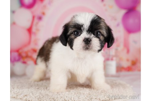 成約済の東京都のチワズー:チワワ×シーズー-287042の3枚目