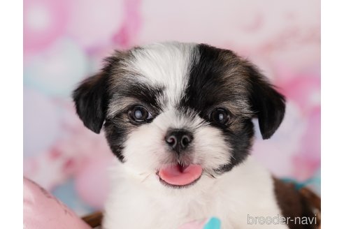 成約済の東京都のチワズー:チワワ×シーズー-287042の4枚目