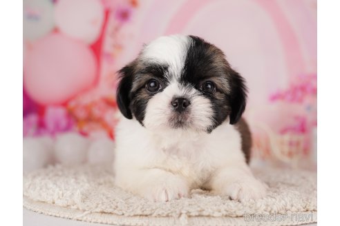 成約済の東京都のチワズー:チワワ×シーズー-287042の5枚目