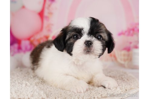 成約済の東京都のチワズー:チワワ×シーズー-287042の6枚目