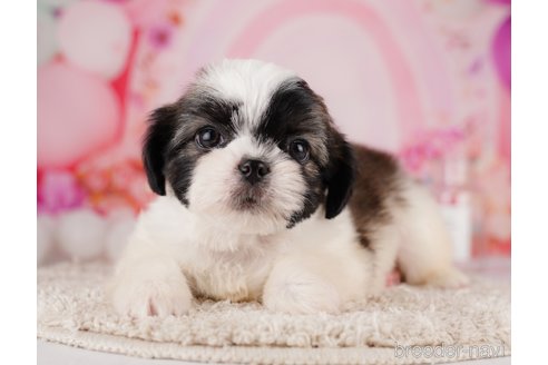 成約済の東京都のチワズー:チワワ×シーズー-287042の7枚目