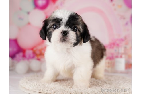 成約済の東京都のチワズー:チワワ×シーズー-287042の2枚目