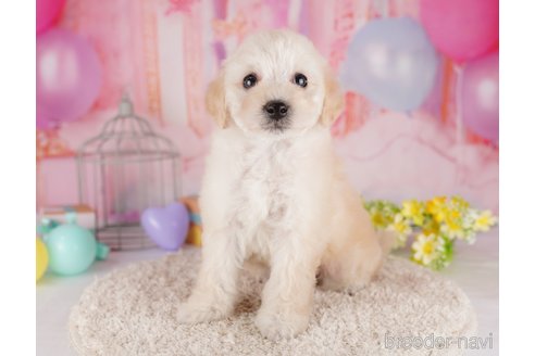 成約済の東京都のトイプードル-287043の7枚目