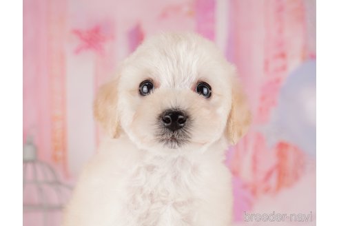 成約済の東京都のトイプードル-287043の6枚目