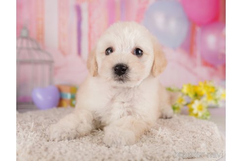 成約済の東京都のトイプードル-287043の1枚目