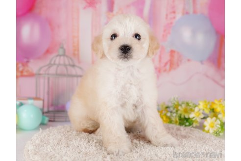 成約済の東京都のトイプードル-287043の5枚目