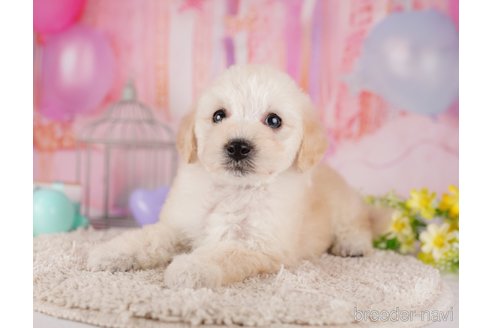 成約済の東京都のトイプードル-287043の2枚目