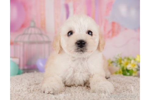 成約済の東京都のトイプードル-287043の3枚目