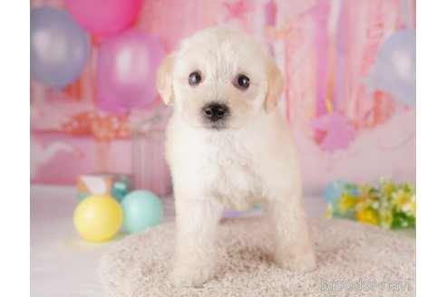 成約済の東京都のトイプードル-287043の4枚目