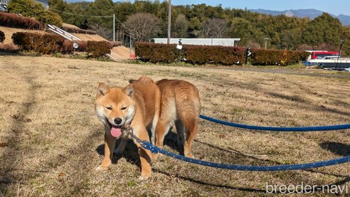 成約済の熊本県の豆柴-282483の13枚目