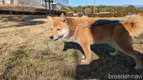 成約済の熊本県の豆柴-282483の12枚目