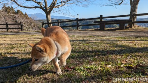 成約済の熊本県の豆柴-282483の11枚目